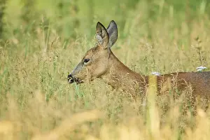 Roe deer (Capreolus capreolus) doe in a meadow