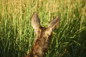 Roe deer (Capreolus capreolus) doe in a meadow