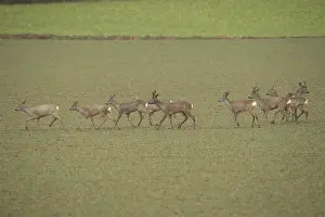 Roe deer (Capreolus capreolus) Field roe deer in spring in the field