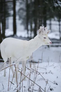 Roe deer (Capreolus capreolus) in the forest in winter