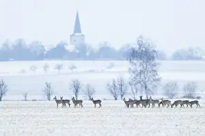 Roe deer (Capreolus capreolus) a group