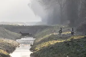 Roe deer (Capreolus capreolus) jumping over a ditch