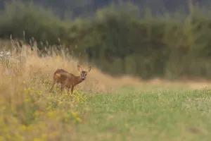 Roe deer (Capreolus capreolus) juvenile baby fawn animal standing amongst wild flowers in grassland in summer