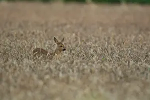 Roe deer (Capreolus capreolus) juvenile fawn female doe in a summer wheat field