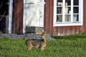 Roe deer (Capreolus capreolus) in meadow near farmhouse
