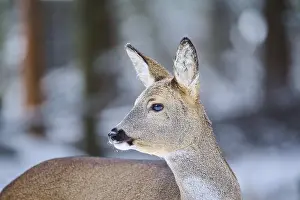 Roe deer (Capreolus capreolus) portrait