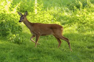 A roe deer (Capreolus capreolus) runs past a nettle bush on a sunny morning