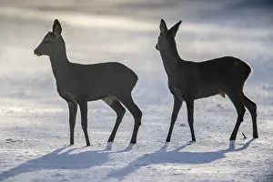 Roe deer (Capreolus capreolus) in the snow
