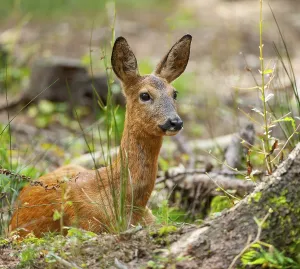 Roe deer (Capreolus capreolus) with summer coat lying in the forest