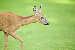 Roe deer (Capreolus capreolus) walking on a meadow