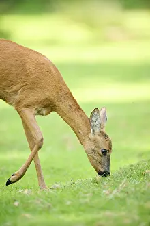 Roe deer (Capreolus capreolus) walking on a meadow next to the forest