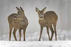 Roe deer (Capreolus capreolus) winter coat
