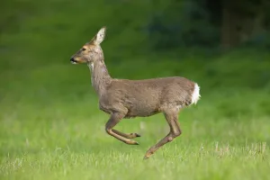 Roe deer, european roe deers (Capreolus capreolus)