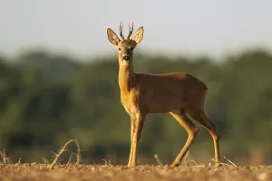 Roe deer, european roe deers (Capreolus capreolus)