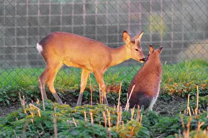 A roe deer fawn (Capreolus capreolus) sniffs a Red-necked wallaby or Bennett's wallaby (Macropus rufogriseus)