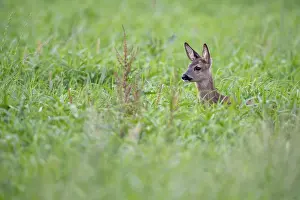 Roe deer, fawn (Capreolus capreolus)
