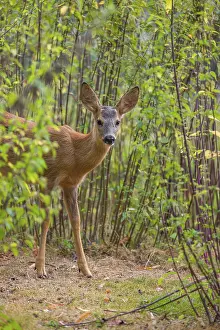 A roe deer fawn (Capreolus capreolus) stands in a nettle thicket