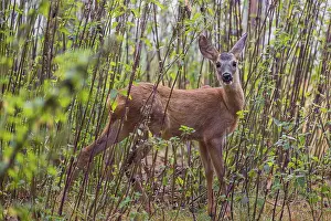 A roe deer fawn (Capreolus capreolus) stands in a nettle thicket and eats the leaves