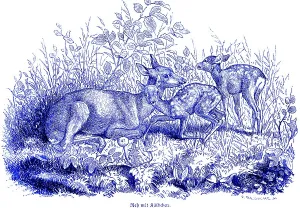 Roe deer with two fawns in the grass