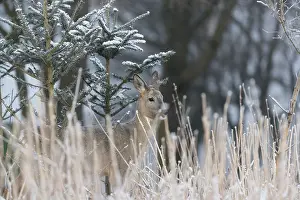 Roe deer between fir trees with hoar frost at minus 15 °C