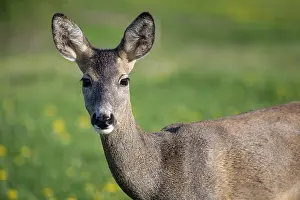 Roe deer in grass, Capreolus capreolus