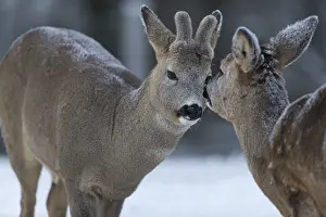 Roe deer grooming each other. White background