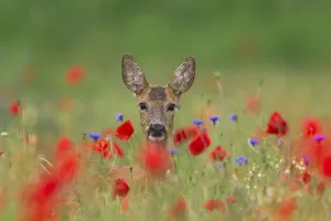 Roe deer, roe deer (Capreolus capreolus)