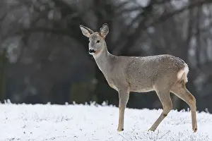 Roe deer standing in hoar frosted dead stinging nettle at minus 15 °C