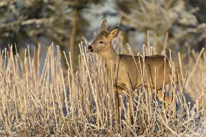 Roe deer standing in hoar frosted dead stinging nettle at minus 15 °C at sunrise