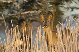 Roe deer standing in hoar frosted dead stinging nettle at minus 15 °C at sunrise