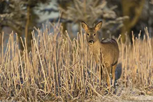 Roe deer standing in hoar frosted dead stinging nettle at minus 15 °C at sunrise