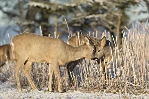 Roe deer standing in hoar frosted dead stinging nettle at minus 15 °C at sunrise