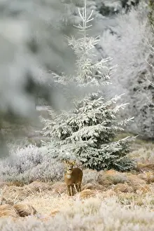 A roe deer stands in frosty nature surrounded by conifers and dull light