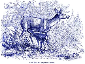 Roe deer with suckling calf, Hubertus hunting and hunting scenes