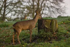 A roebuck (Capreolus capreolus)
