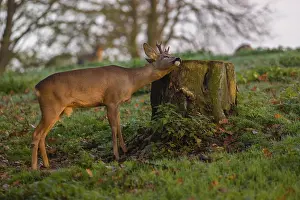 A roebuck (Capreolus capreolus)