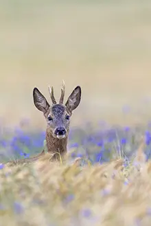 A roebuck (Capreolus capreolus) peers attentively out of a barley field with flowering cornflowers (Centaurea cyanus)