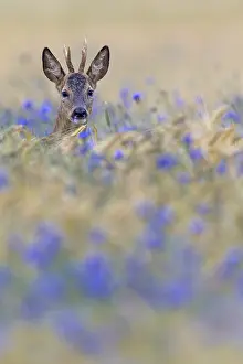 A roebuck (Capreolus capreolus) peers attentively out of a barley field with flowering cornflowers (Centaurea cyanus)