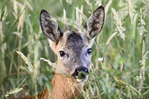 A roebuck (Capreolus capreolus)