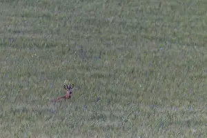 Roebuck (Capreolus capreolus) in a barley field