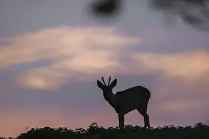 A roebuck (Capreolus capreolus) stands on a meadow at dawn