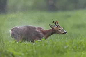 A roebuck (Capreolus capreolus) stands in the pouring rain in a meadow and shakes water out of its fur