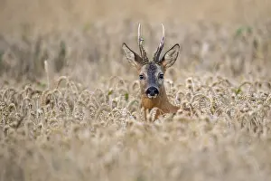 Roebuck (Capreolus capreolus) in wheat