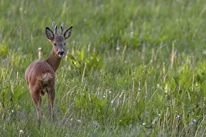 Roebuck (Capreolus capreolus) yearling in summer cover