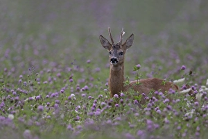 Roebuck in the clover field, Wittlich