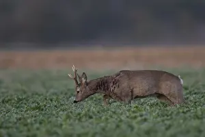 Roebuck in field, Germany, Europe