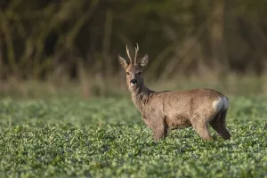 Roebuck in field, Germany, Europe