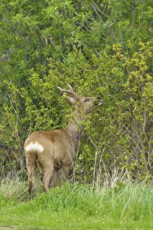 Roebuck in spring, Capreolus capreolus, Germany