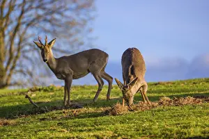 Two roebucks (Capreolus capreolus) stand on a meadow