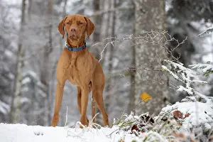 RoevidszOErU Magyar Vizsla, Hungarian short-haired pointing dog